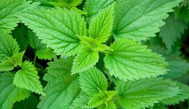 Herbs for the removal of parasites from the body