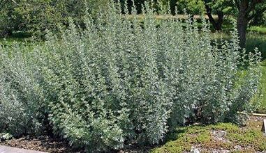 how to remove parasites from the body with herbs
