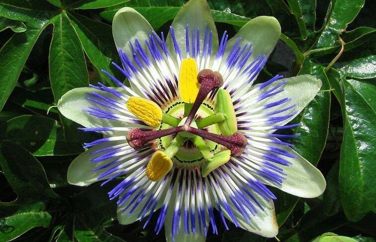Passion flower helps fight parasites