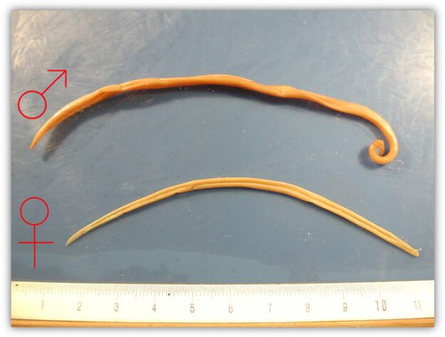 Roundworm size